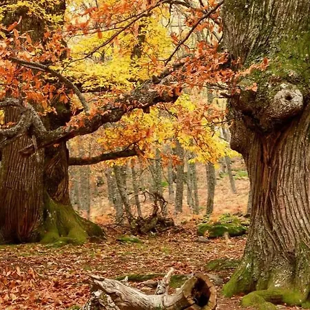 Casa Ypsilon Olive Oil * Sotillo de la Adrada