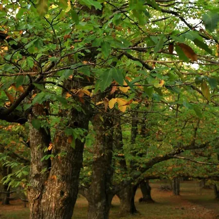 Casa Ypsilon Olive Oil * Sotillo de la Adrada