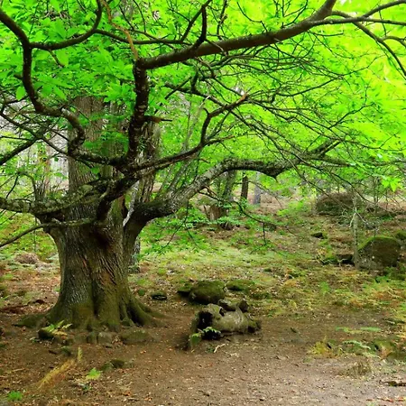 Appartamento Casa Ypsilon Olive Oil *