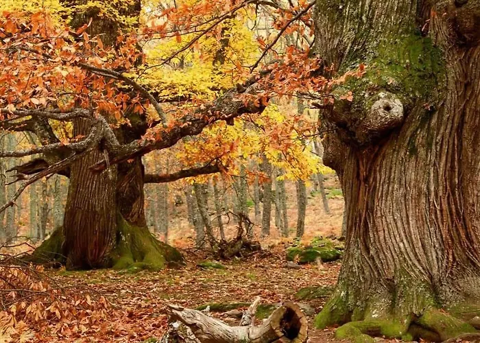 Casa Ypsilon Olive Oil * 소티요 데 라 아드라다