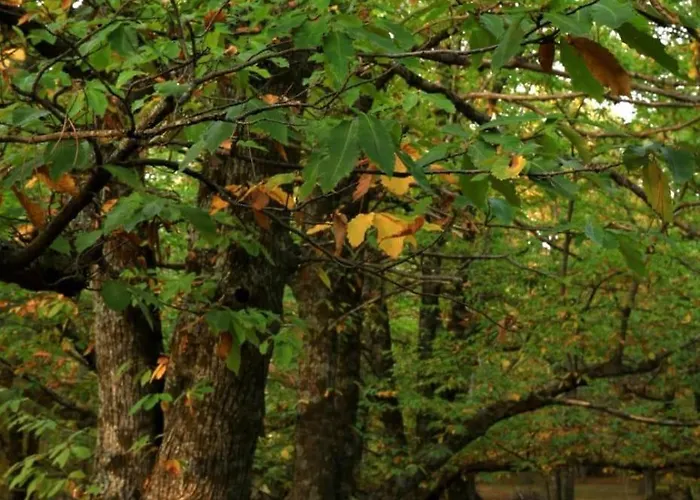 Casa Ypsilon Olive Oil * 소티요 데 라 아드라다