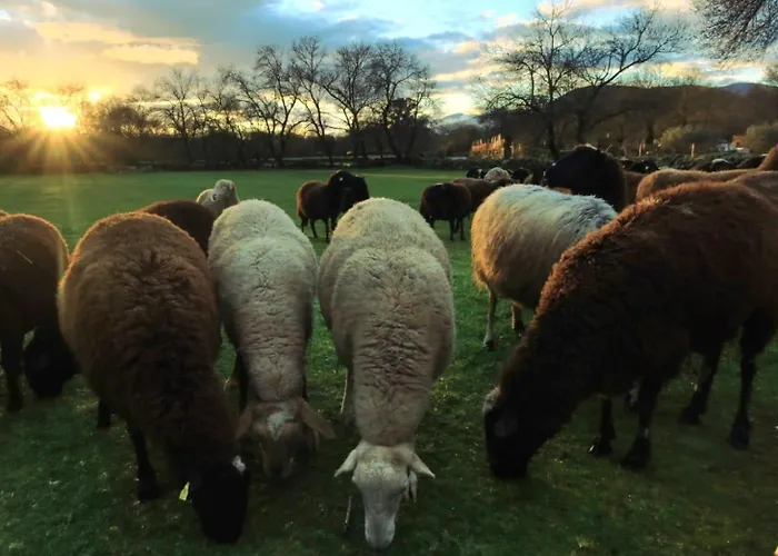 Casa Ypsilon Olive Oil