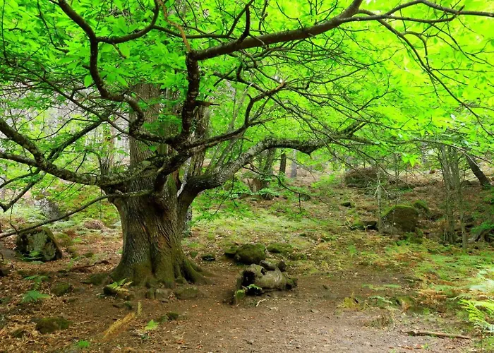 아파트 Casa Ypsilon Olive Oil *